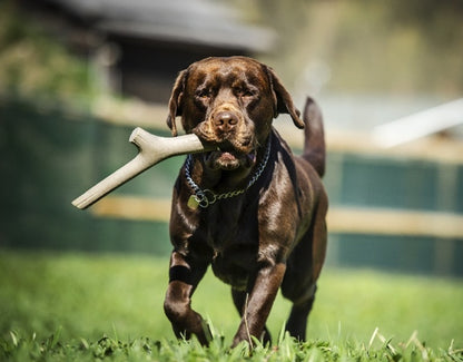 TUTTO MIO Gioco Per Cani Grande
